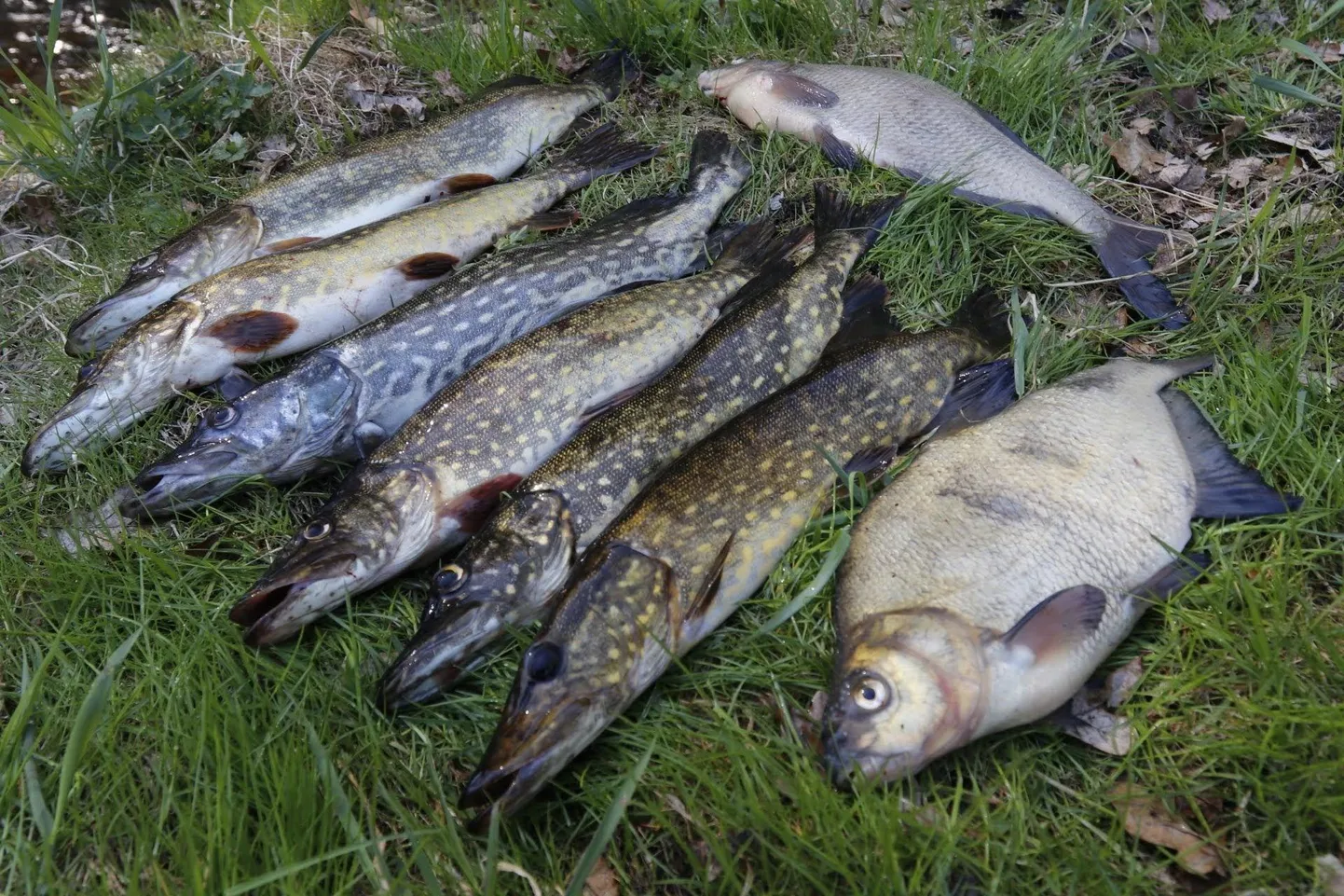 Haugide (täpilised) püüdmine on 30. aprillini keelatud, sest nad koevad.