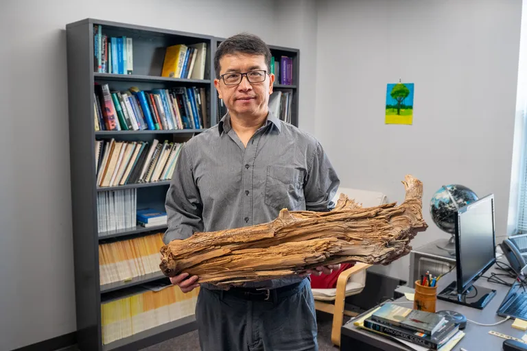 Marylandi Ülikooli atmosfääri- ja ookeaniteaduste professor Ning Zeng hoiab käes 3775 aasta vanust palki, mille kohta on ilmunud uus uurimus ajakirjas Science.