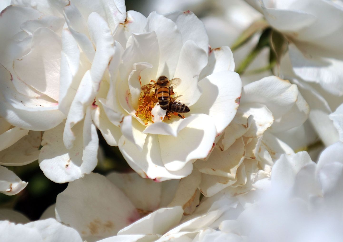 Mesilased on kofeiini- ja nikotiinisõltlased?