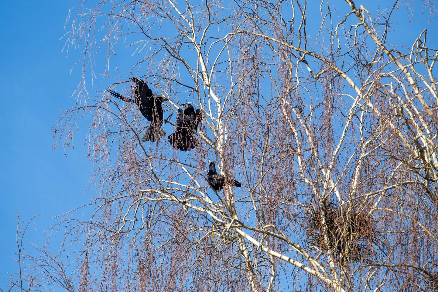 Viljandi puude otsas käib juba mõnda aega raevukas võitlus olemasolevate pesade pärast.