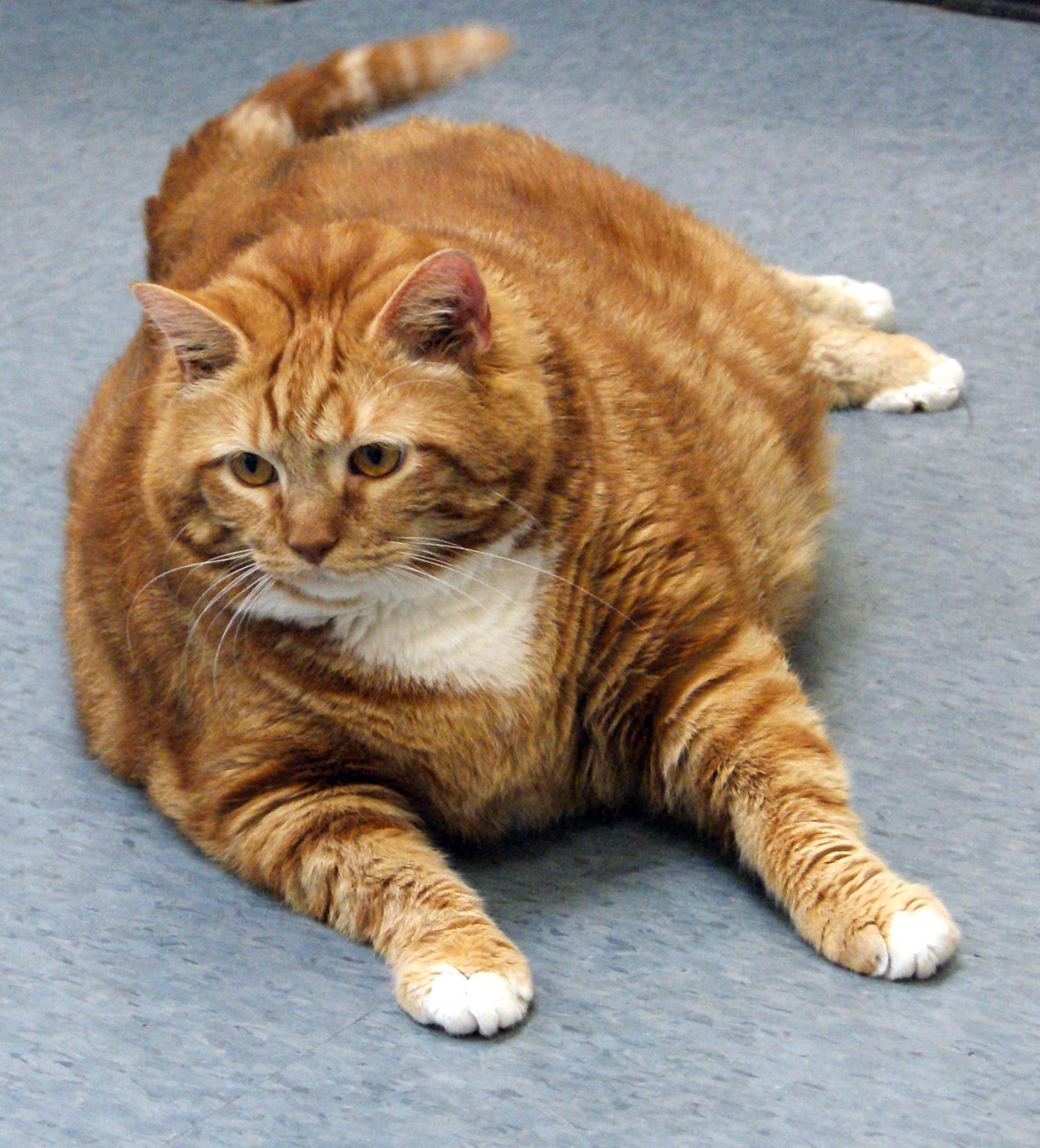 18 kilogrammi kaaluv kass. Ülekaalulised kassid-koerad on haigestuvad diabeeti tihemini.