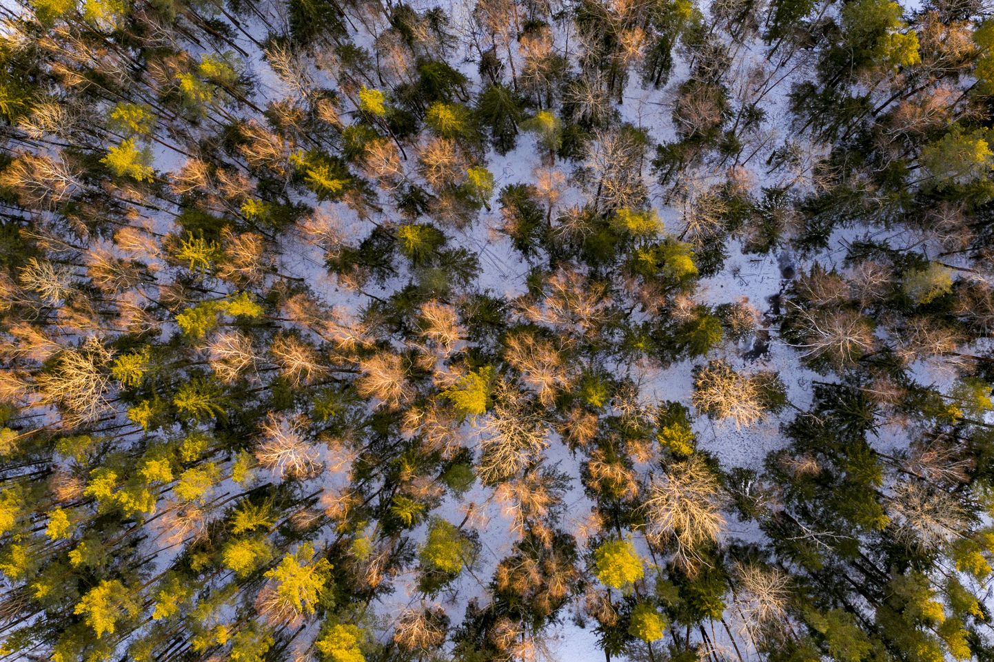 Mežs ziemā.