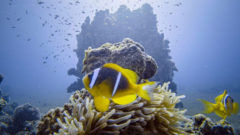 Потепление океанов грозит вымиранием многим видам морской флоры и фауны