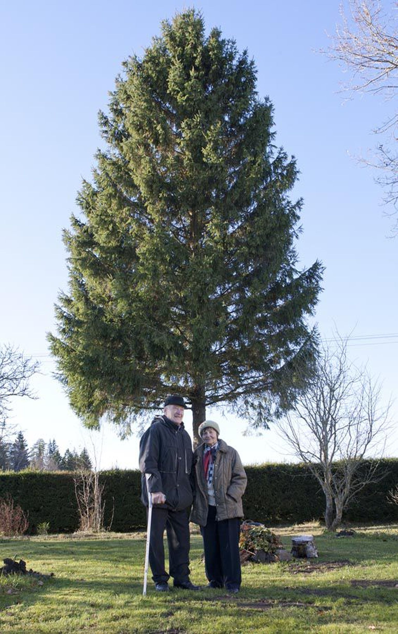 Leonhard ja Mai Pruus seisavad koduõuel kuusega, mis juba viie päeva pärast ilmestab Viljandis Vabaduse platsi.