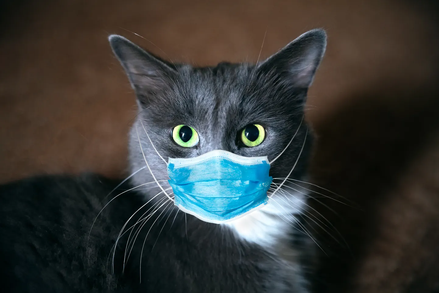 Кошка. Иллюстративное фото