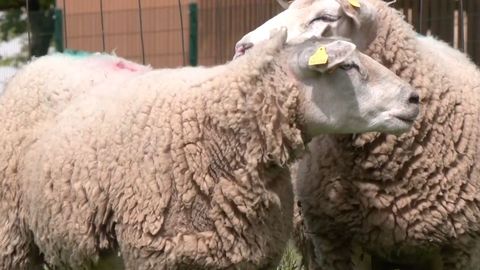 VIDEO ⟩ Lambad kolisid Annelinna