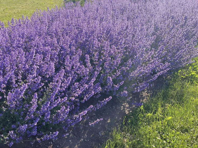 Lavendli sarnase välimusega naistenõges sisaldab samuti eeterlikke õlisid.