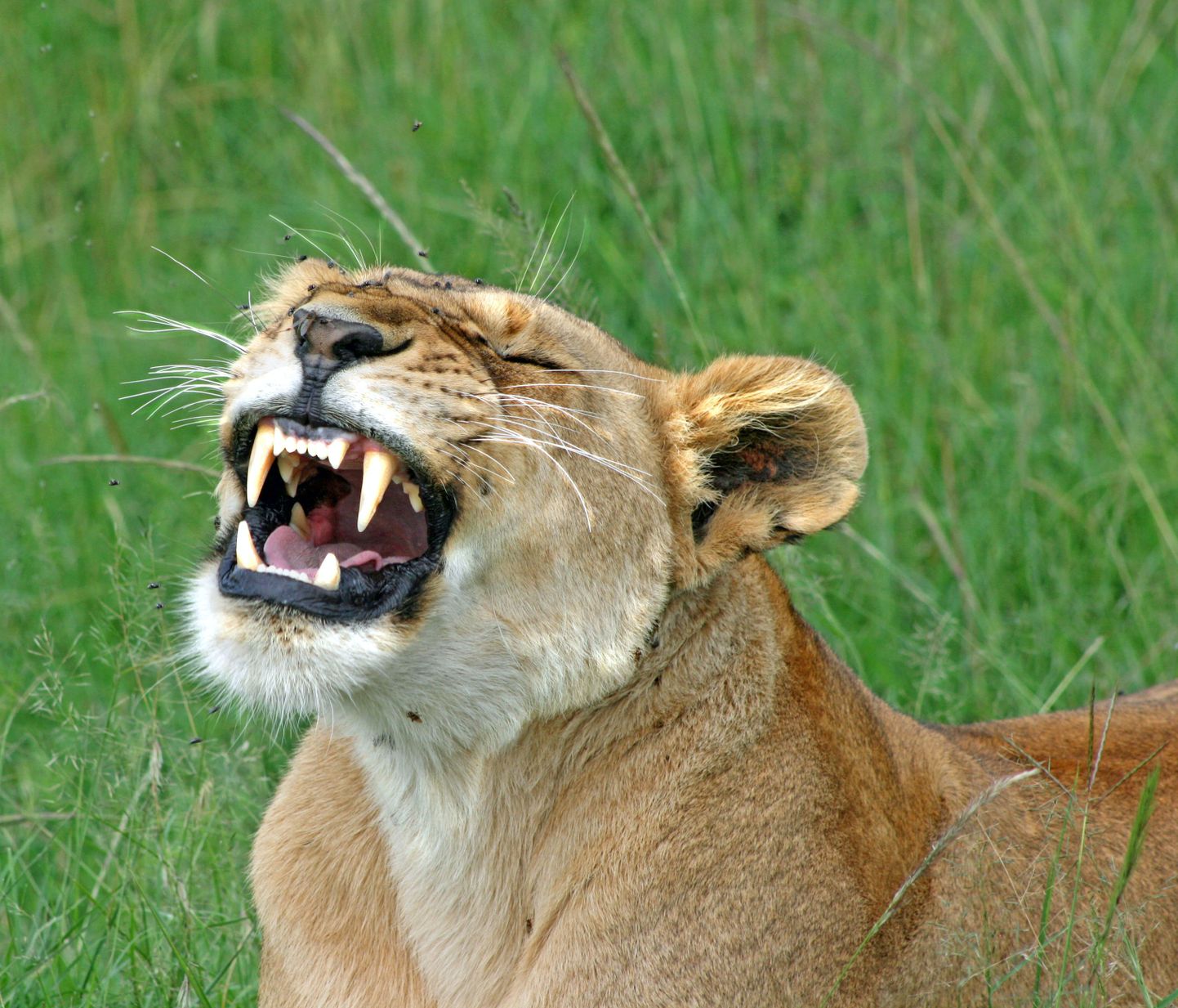 Lauva "smejas"