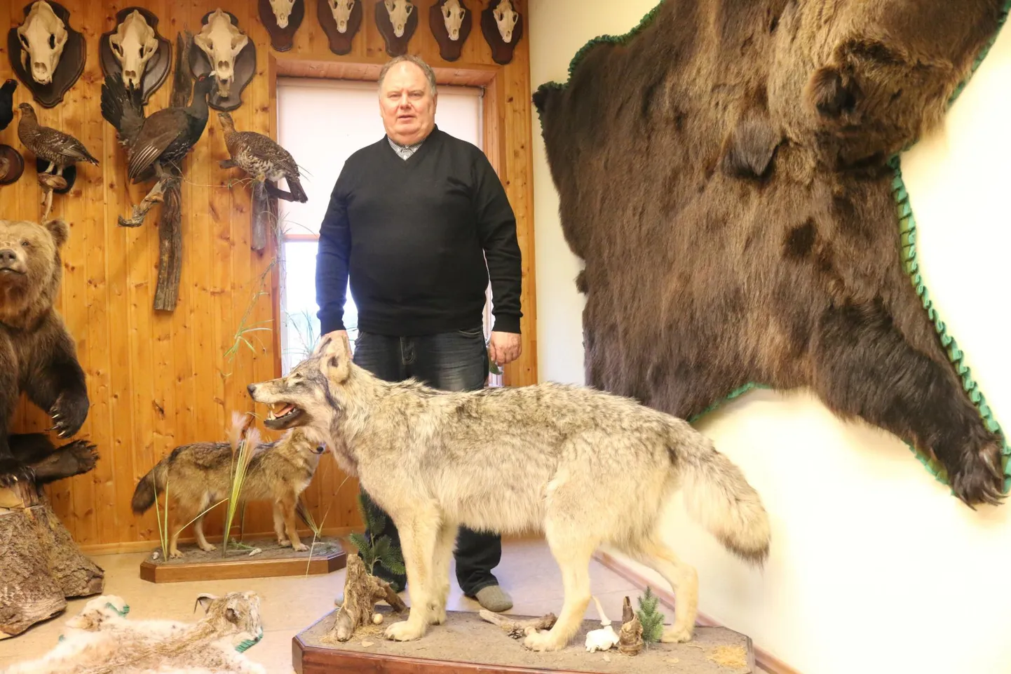 Aare Veetsmann on oma jahimehekarjääri jooksul küttinud üle kümne hundi. Üks nendest seisab tema ees tänapäevalgi – küll topisena.