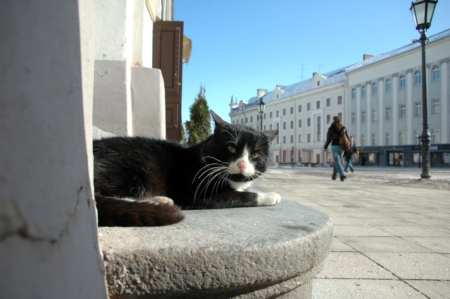 Kass päikselisel päeval.