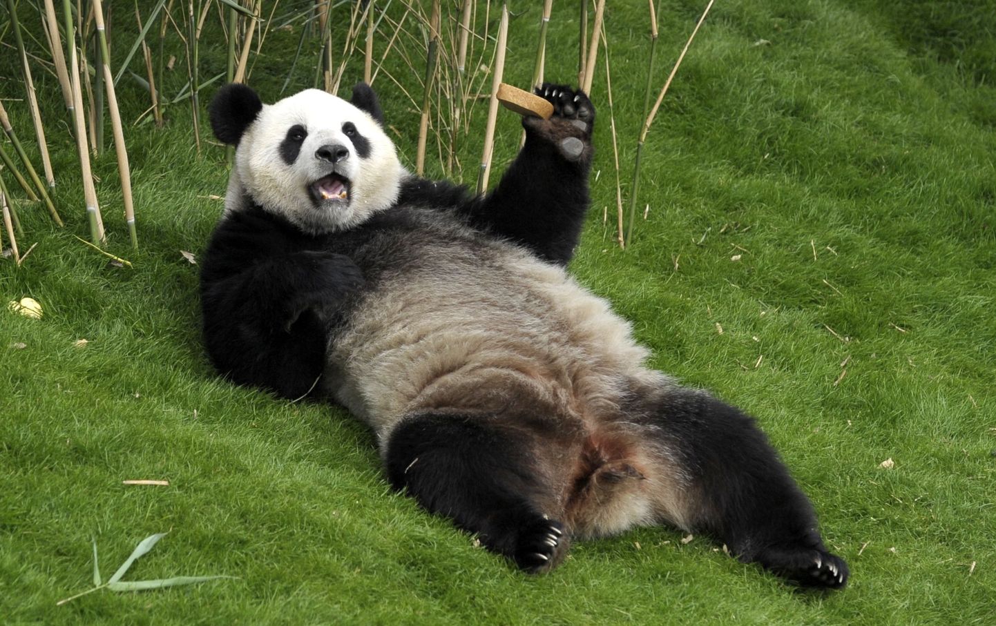 Panda nimega Hao Hao, üks kahest pandast, kes anti kevadel üle Belgiale, kui Hiina president Xi Jinping tegi Brüsselisse visiidi, et soojendada üles majandussuhteid Euroopa Liiduga.