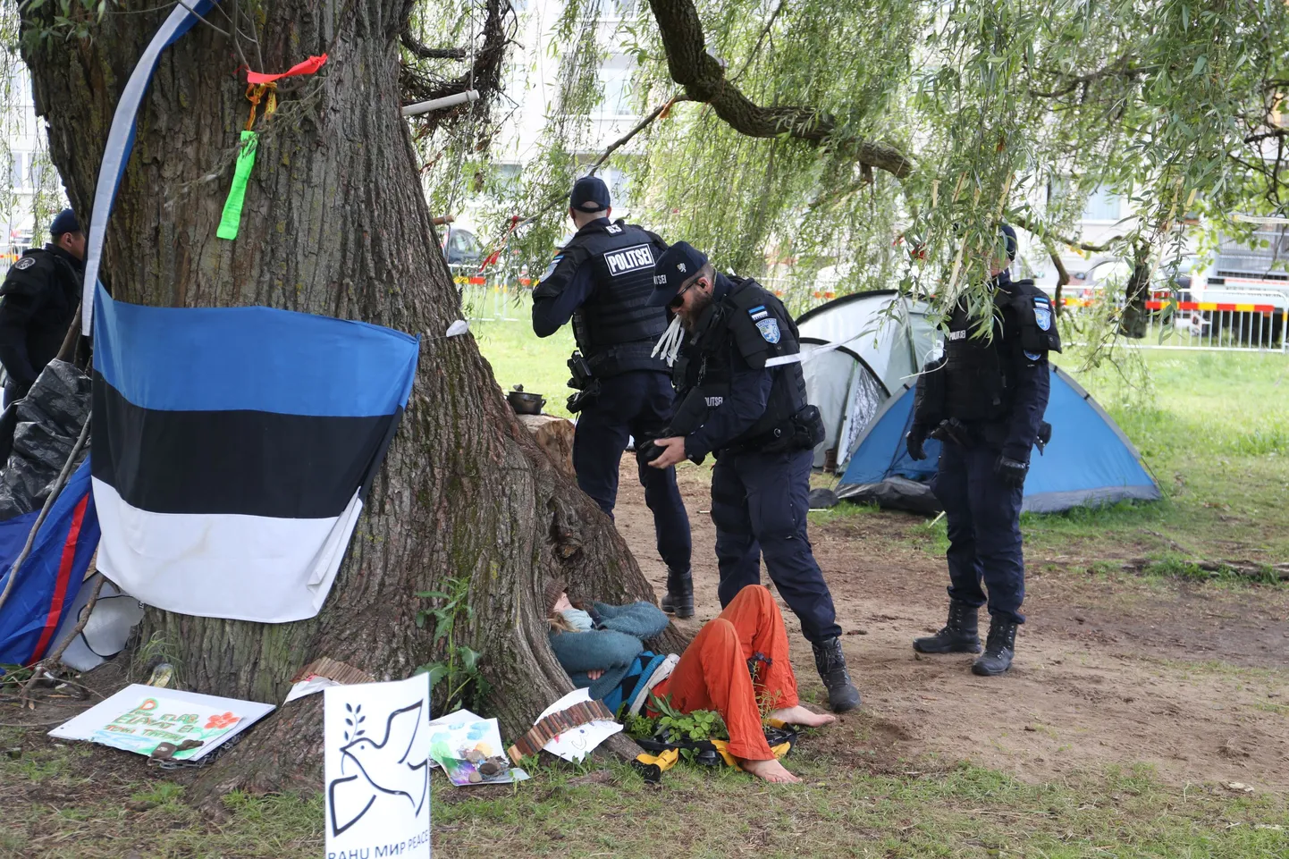 Hõberemmelga mahavõtmine.