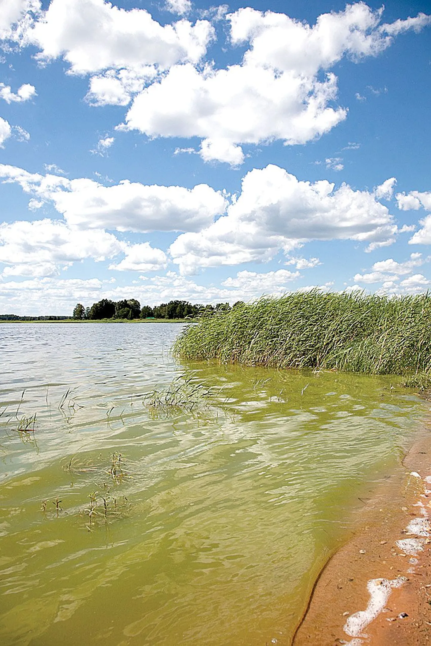 Mai lõpus värvisid sinivetikad roheliseks Võru Tamula järve.