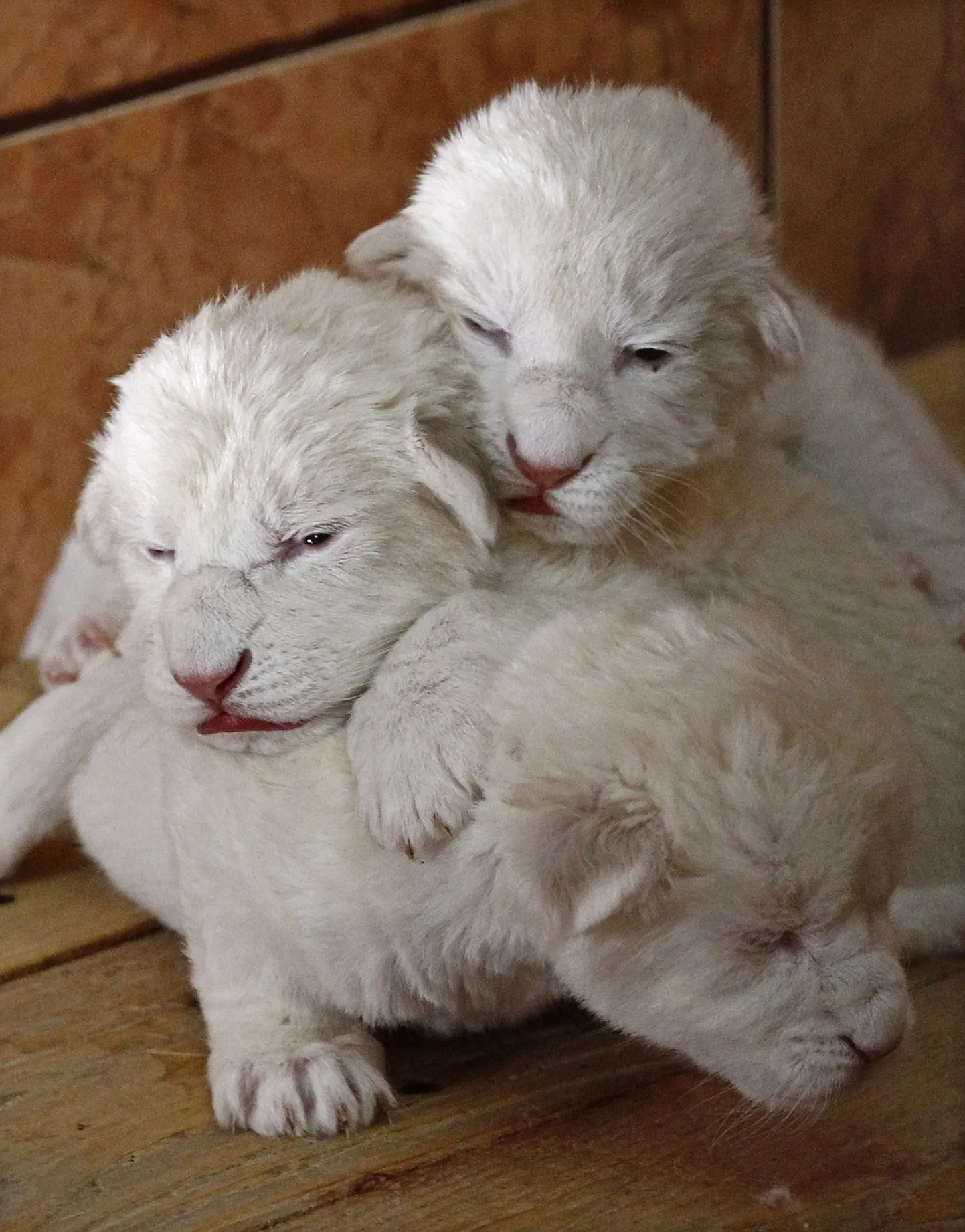 Belgradi loomaaias sündinud valge lõvi kutsikad