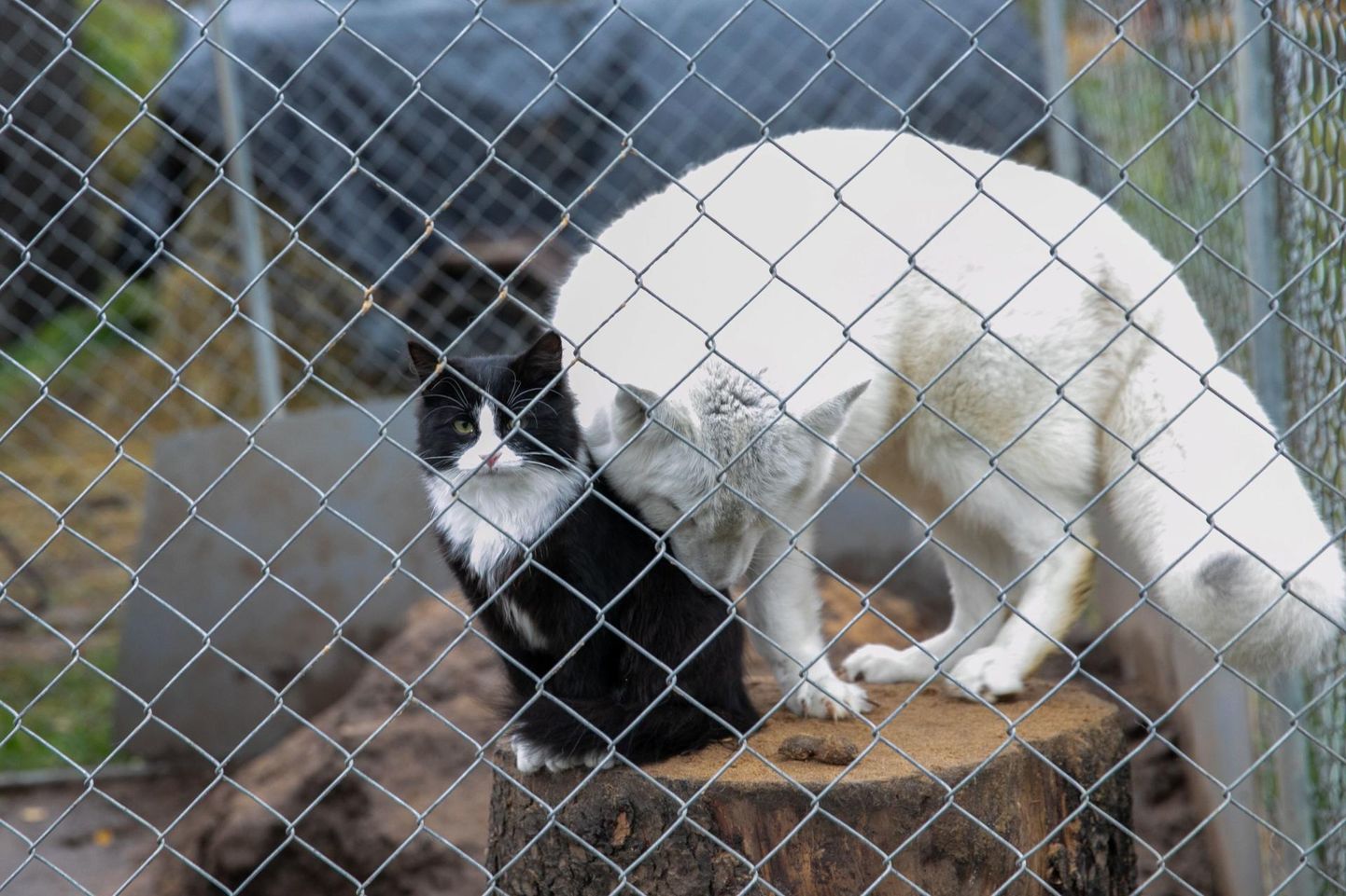 Polaarrebase Umka paariliseks on kassike Felix. Loomad on üksteiselt palju kombeid üle võtnud.