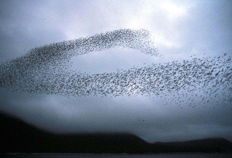 Algiparv lendamas Shumagini saarte kohal Alaskas. Iga lind jälgib oma vahetuid naabreid ja tagasiside tõttu püsib parv koos ning toimib organiseeritult.