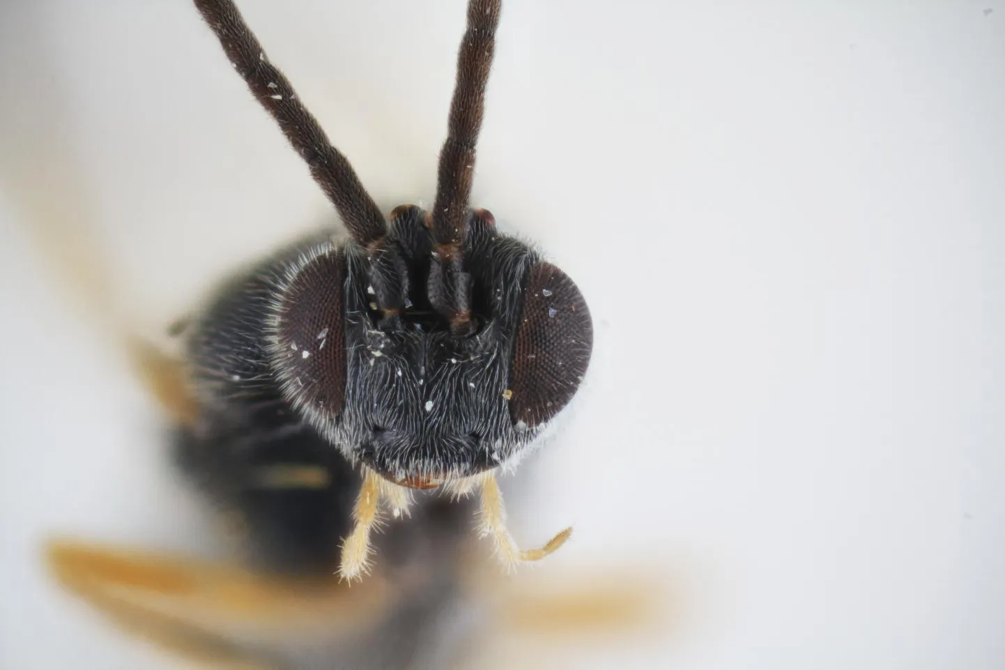 Dolichogenidea xenomorph isegi näeb natuke välja, nagu filmikoletis, must ja kiiskav.
