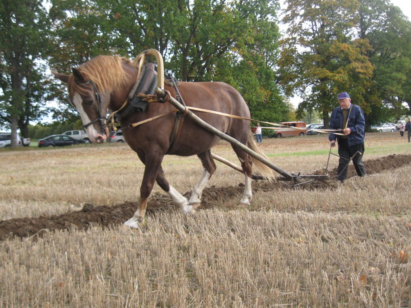 Järvamaa hobusekasvataja Peeter Nurmik ja tema hobune Ame 27. septembril 2013 Olustveres hobukündi demonstreerimas.
