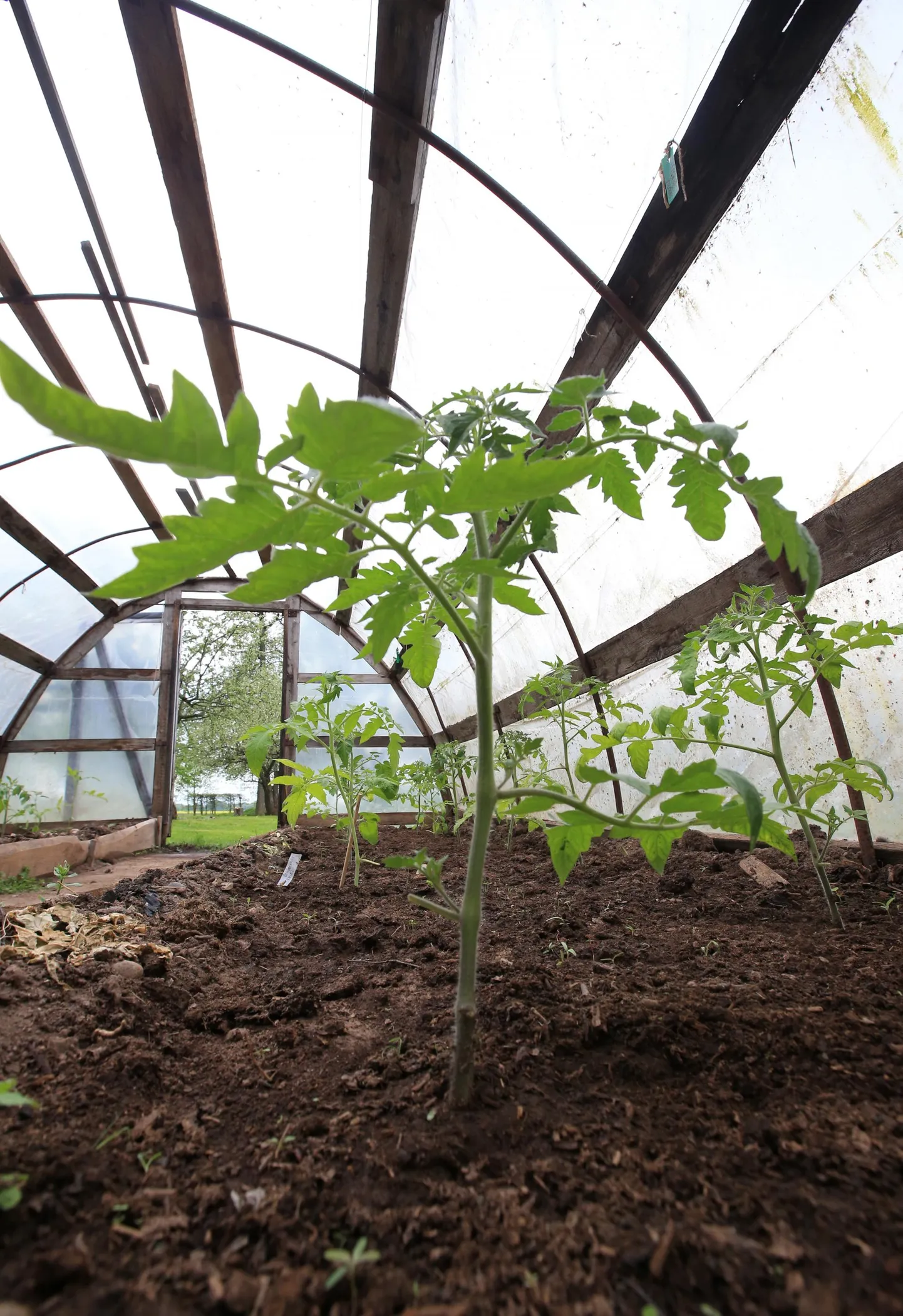 Need tomatitaimed on räimede peale istutatud kümmekond päeva tagasi.