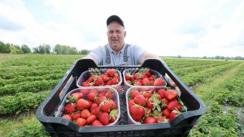Maasikakasvataja: kuidas saab maasikas enne juulikuud otsa?