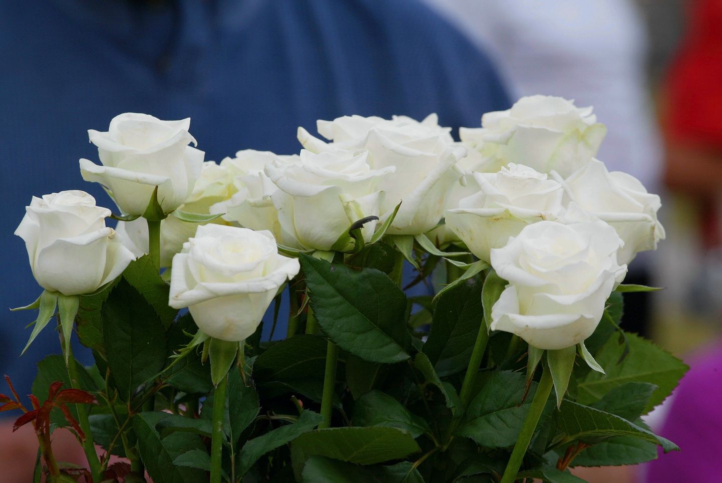 Viljandi jätkab valgete rooside istutamise traditsiooni.
