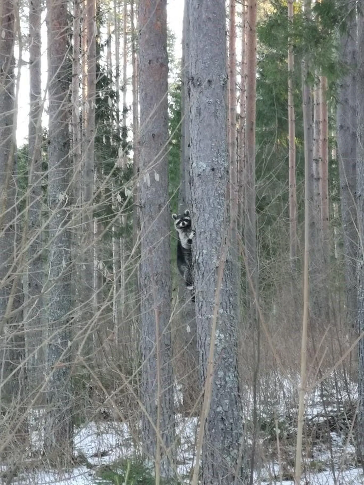 Pesukaru Pulli külas puu otsas
