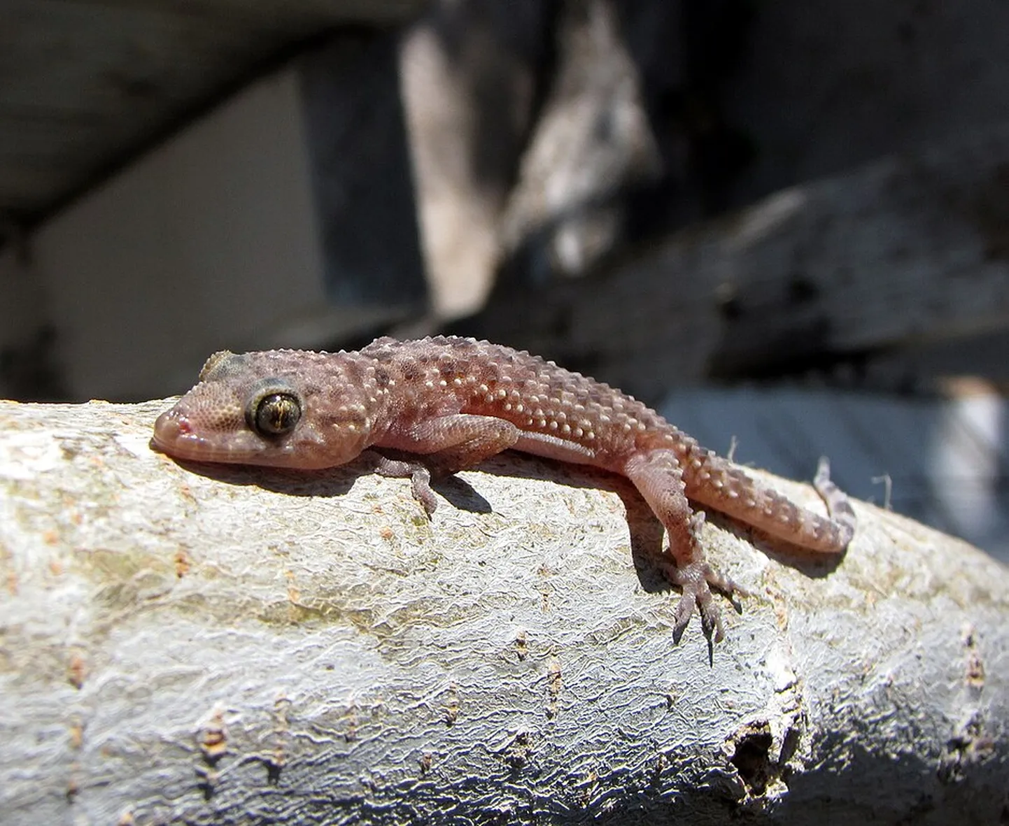 Geko koht ei ole taldrikul.