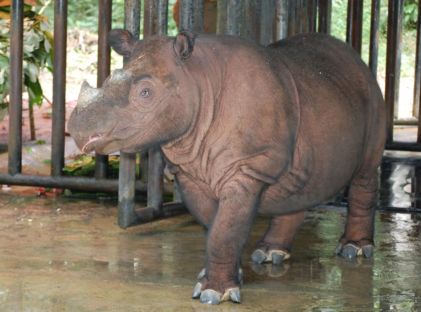 Sumatra ninasarvik Ratu
