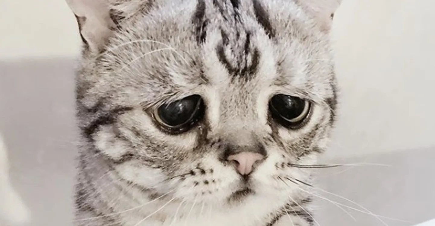 Видео с грустными котиками для детей. Котик плачет. Видео с грустными котиками для детей. Кошак плачет. Грустная кошка.