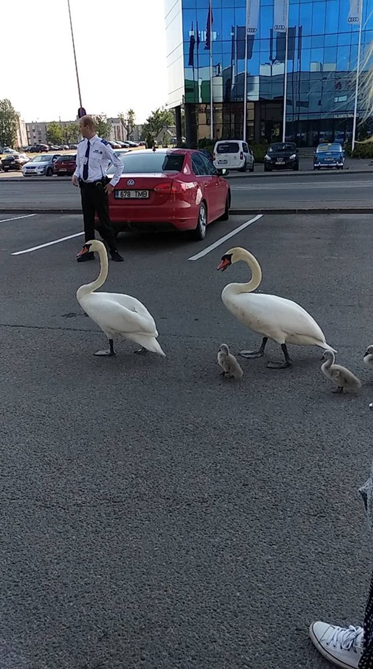 После того, как лебеди дошли до парковки торгового центра, их путь уже стал более целенаправленным и безопасным.