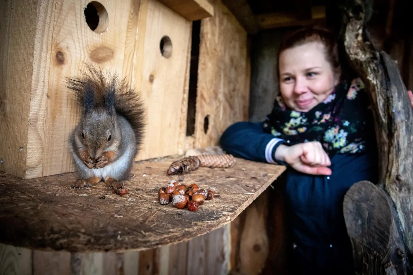 Eesti metsloomaühingu Pärnumaa piirkonnajuht Kaisa Vaigu jutu järgi oli orav Oskar algul nii pisike, et teda tuli toita eraldi piimaseguga.