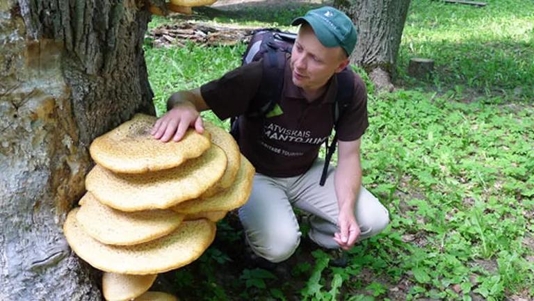 Mežotnes pilskalnā var apskatīt arī milzīgas piepes