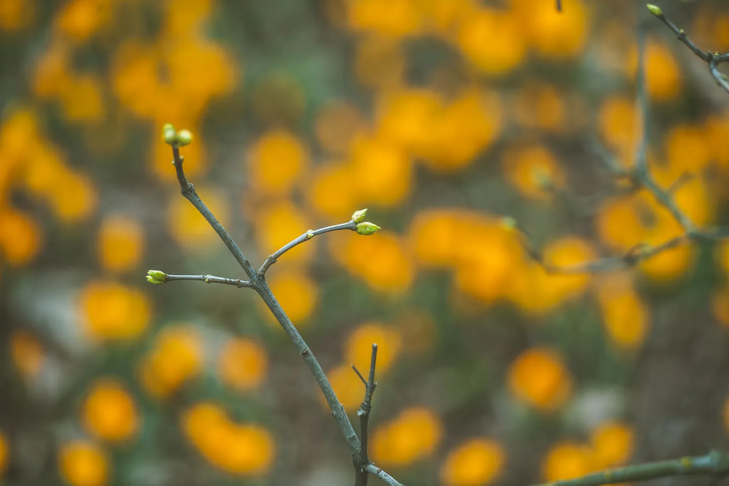 Foto: Pārdaugavā krāšņi zied krokusi 