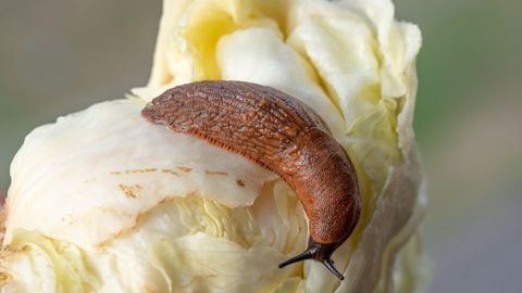 VÕÕRNÄLKJATE OHJAMISKAVA ⟩ Loodusmaastikel on invasiivsete liikide tõrjumine väga keeruline