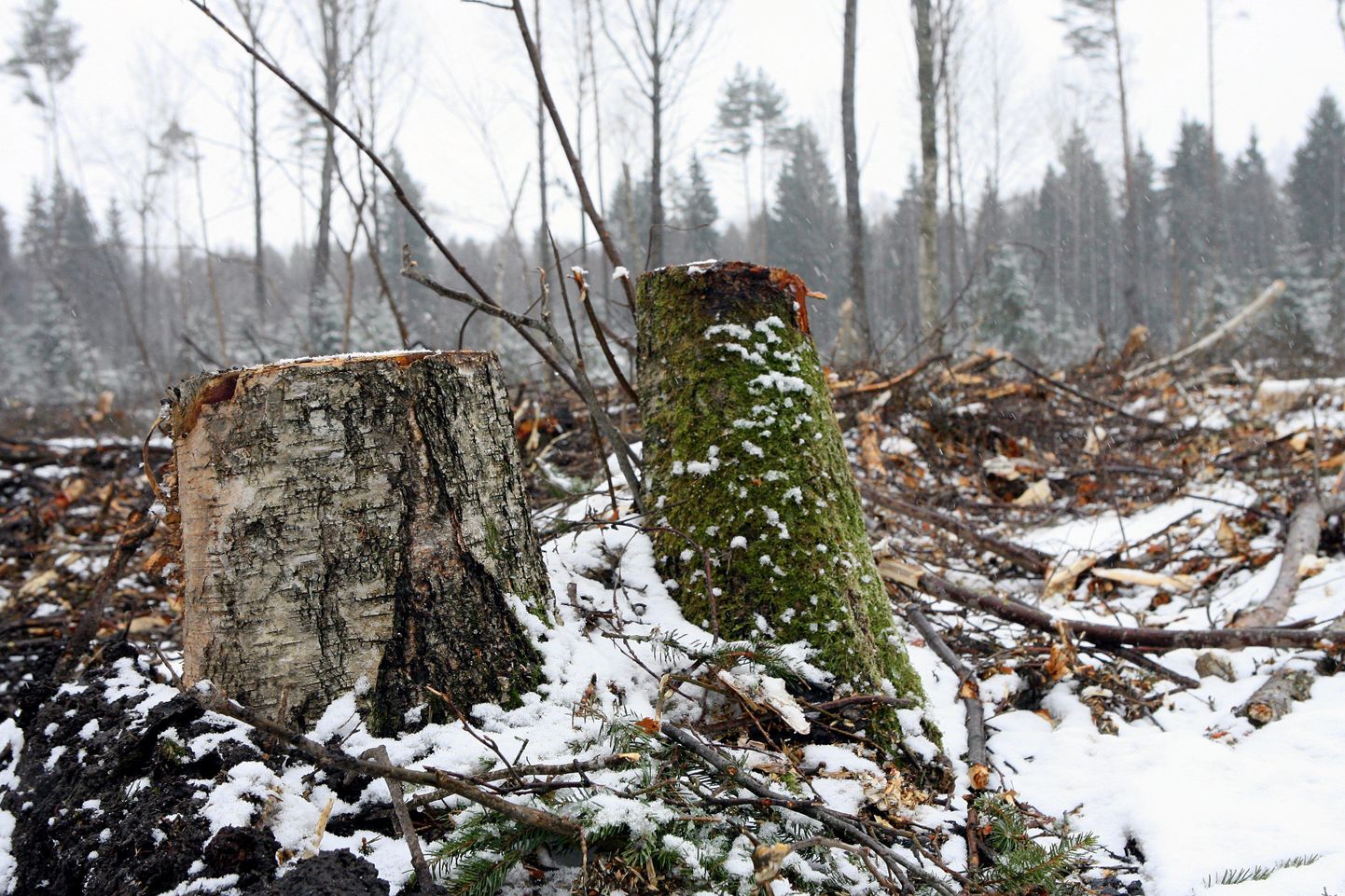 Metsateadlased hoiatavad, et Eesti metsade senisest intensiivsem majandamine seab ohtu nende liigirikkuse.