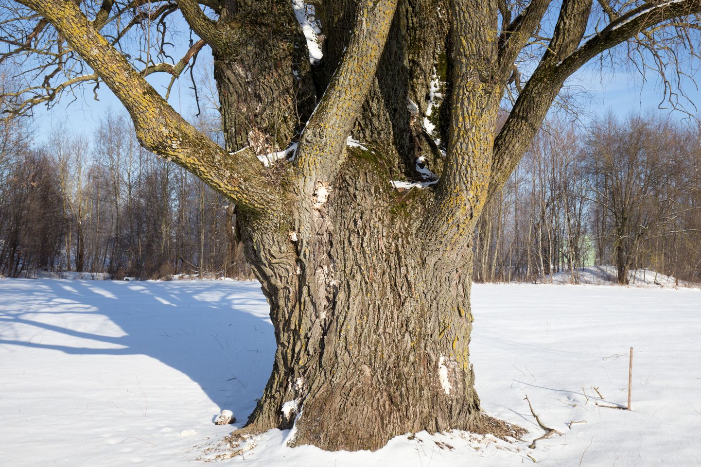 Viljandi piiril Tartu maantee ääres jäi arborist Piia Kivisillale silma mitu jämedat vana hõbepaju ehk remmelgat. Fotol oleva puu ümbermõõt on 715 sentimeetrit.