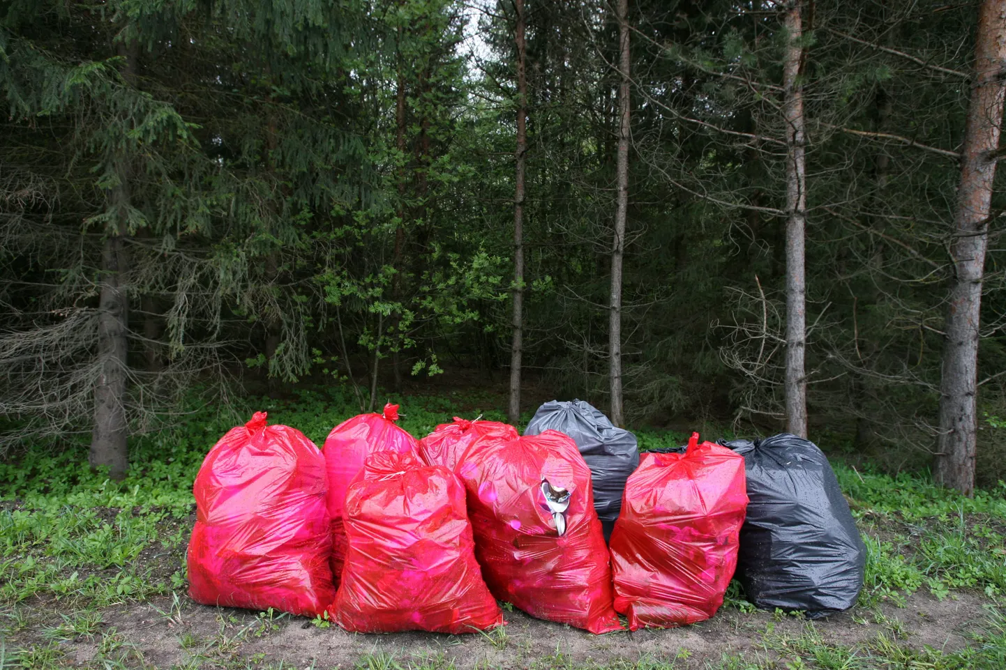 Prügikoristus kogub populaarsust.