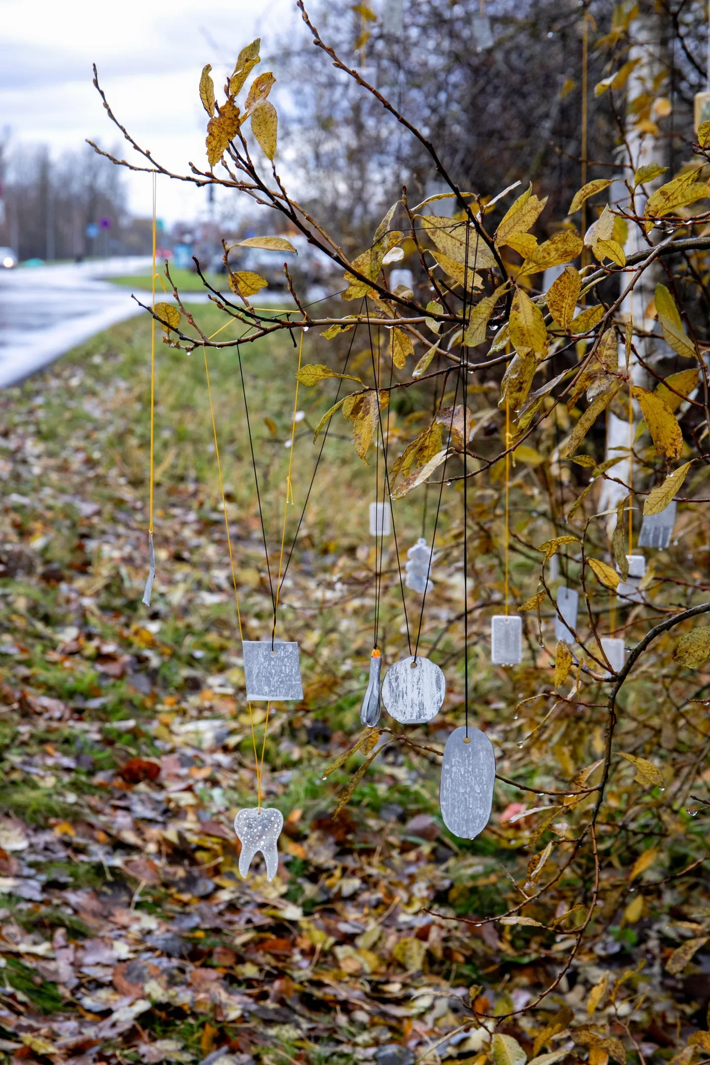 Helkuripuu mullu Pärnus Oja tänaval.