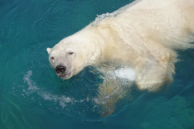 Jääkaru Raspi jääkuubikuga basseinivees.