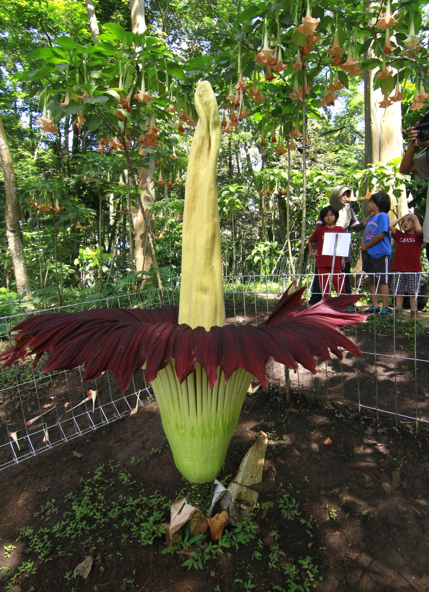 Amorphophallus titanum