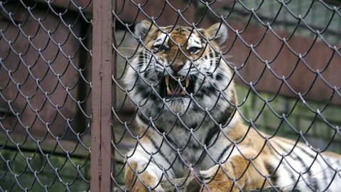 Šveitsi loomaaias tappis tiiger talitaja otse külastajate silme all