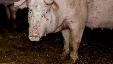 В Эстонии увеличилось число забитых свиней