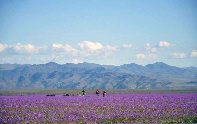 Õitemeri Atacama kõrbes