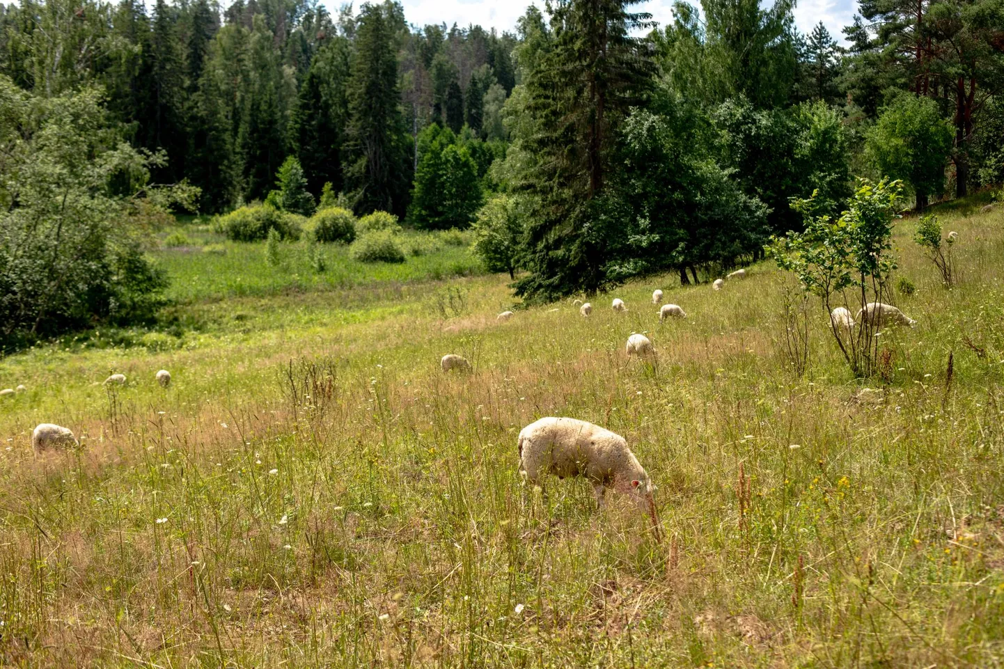 Just maastiku eripära tõttu võib oletada, miks Karula rahvusparki on lambakasvatajaid koondunud.