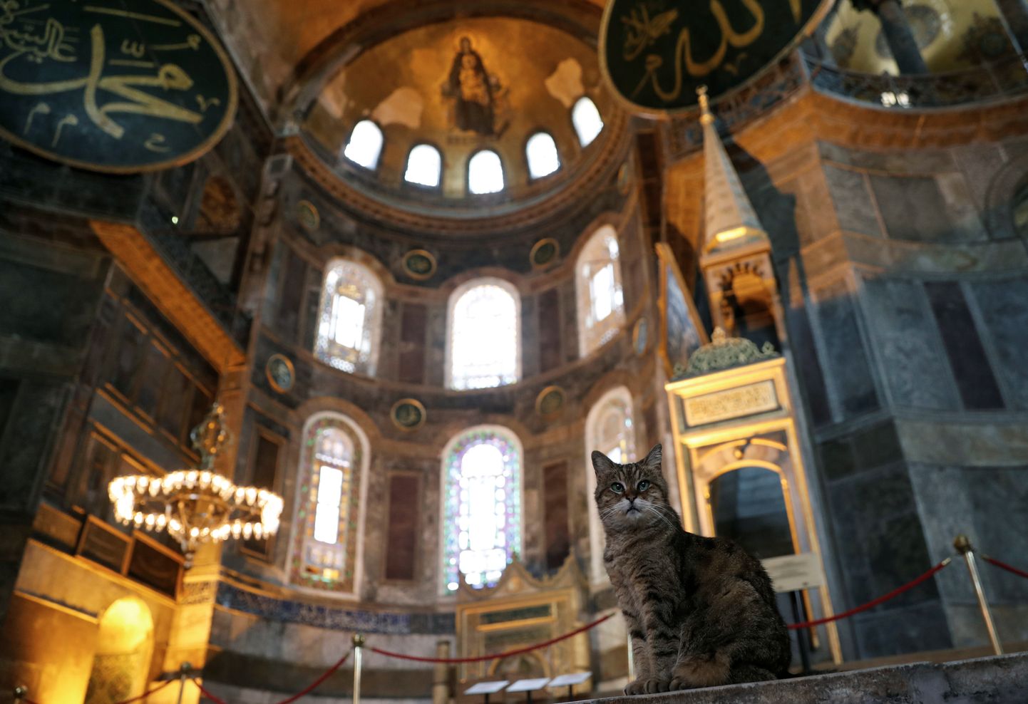Kass Gli on Hagia Sophia püsiasukas olnud aastaid