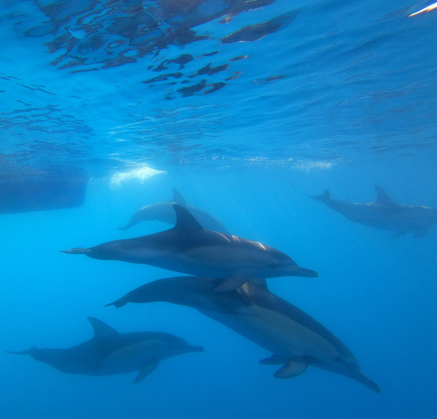 Delfiinid Austraalia läheduses.