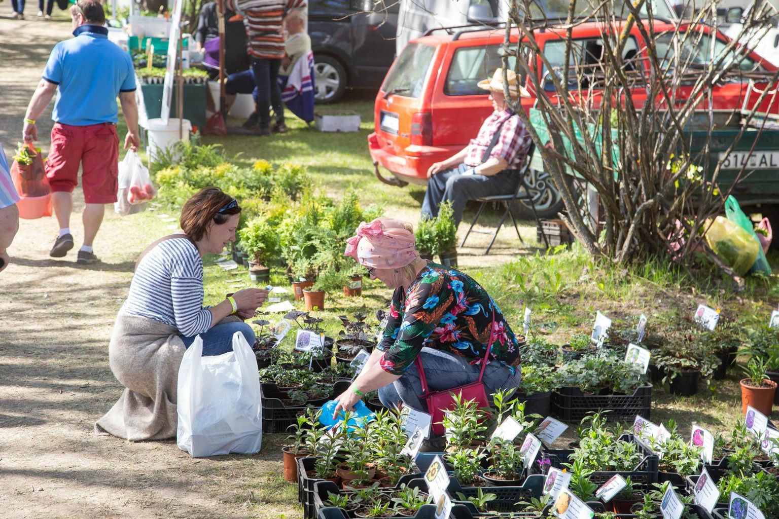 Üle mitme aasta on aiapidajatel taas võimalus Türi lillelaadalt taimi ja istikuid osta ning kevadpealinna laadamelu nautida.