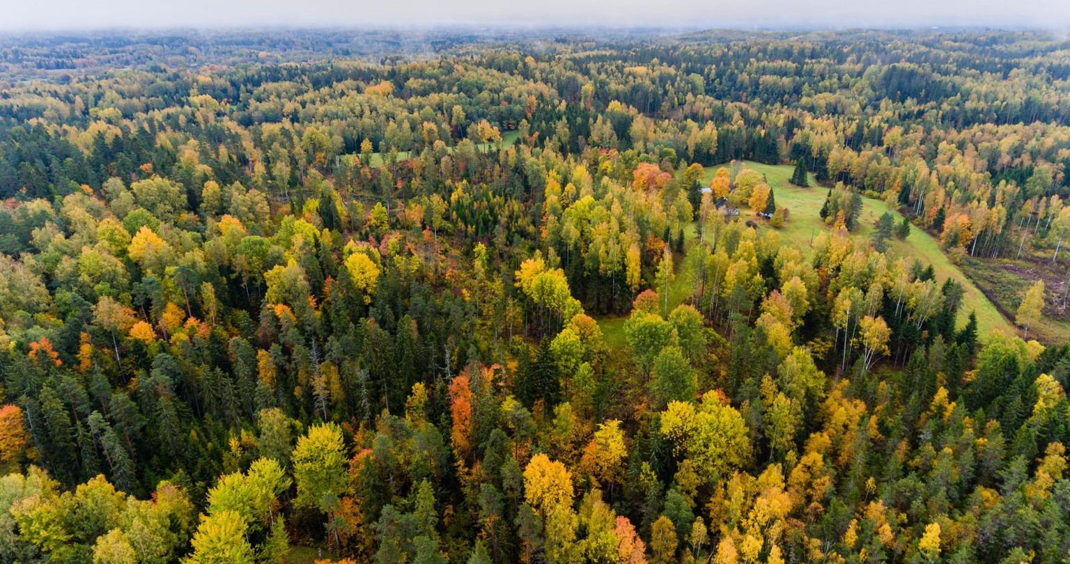 Droonifoto metsast. Pilt illustratiivne