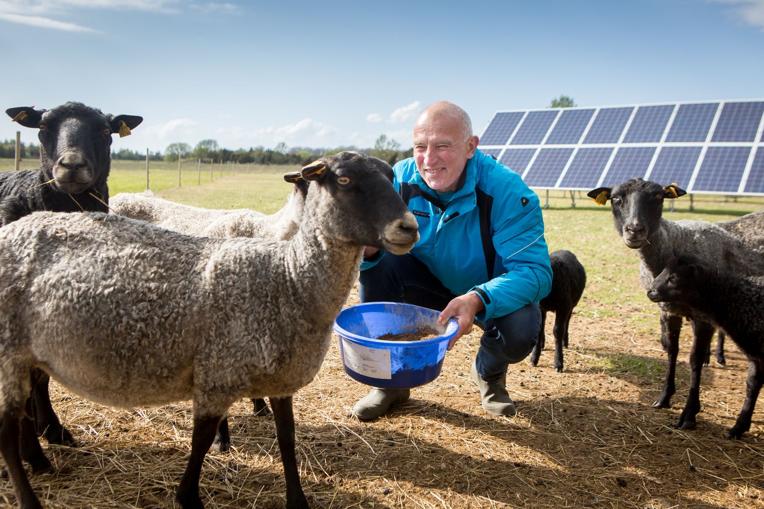 LAMBAD JA PANEELID: Jaan Rooso sõnul leiavad lambad päikesepaneelide all varju ühtaegu paneelide ümbrust rohust puhtana hoides.
