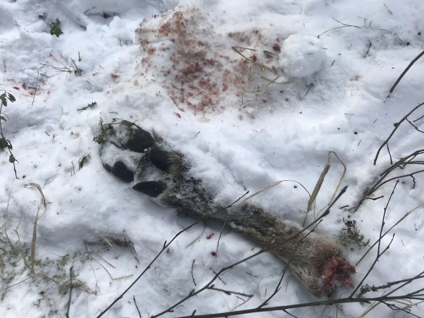 Salakütid tegid Tidriku külas salaja kütitud põtrade kallal kiiret ja õõvastavat tükeldamistööd, jättes lumme vedelema ka loomade sõrad.